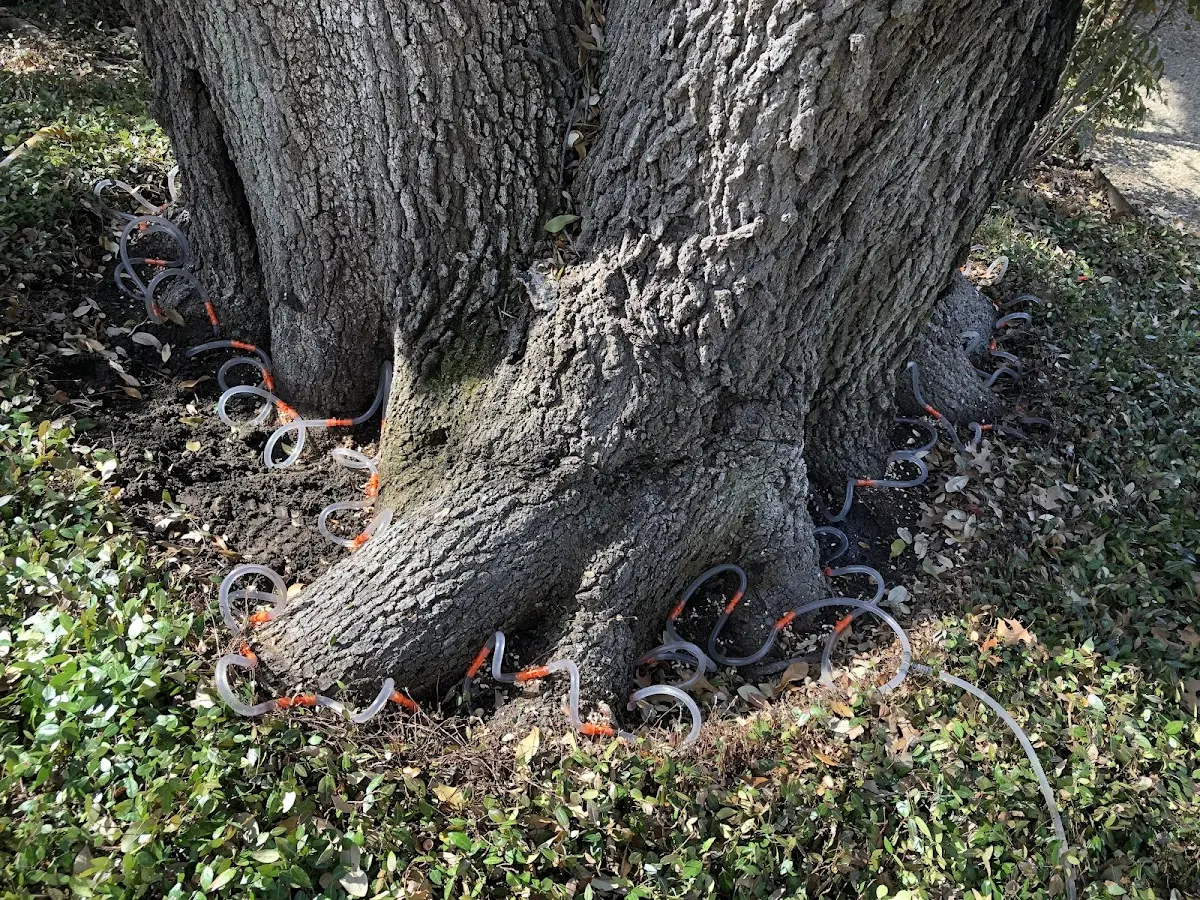Detailed Tree Cabling and Bracing job site in Mooresville