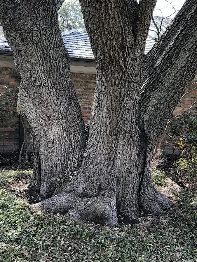 Mature heritage tree close to a Mooresville property cared for by certified arborists